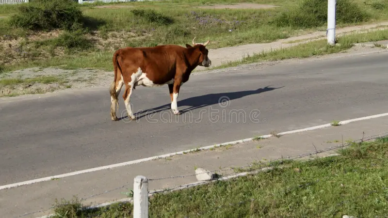 a solitary bull stands in the middle of a road